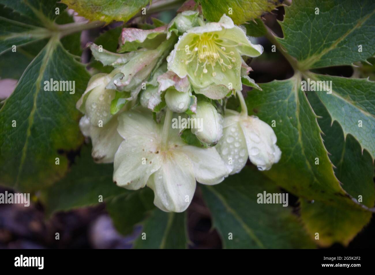 Winter flowering Helleborus x sternii hellebore plants in bloom