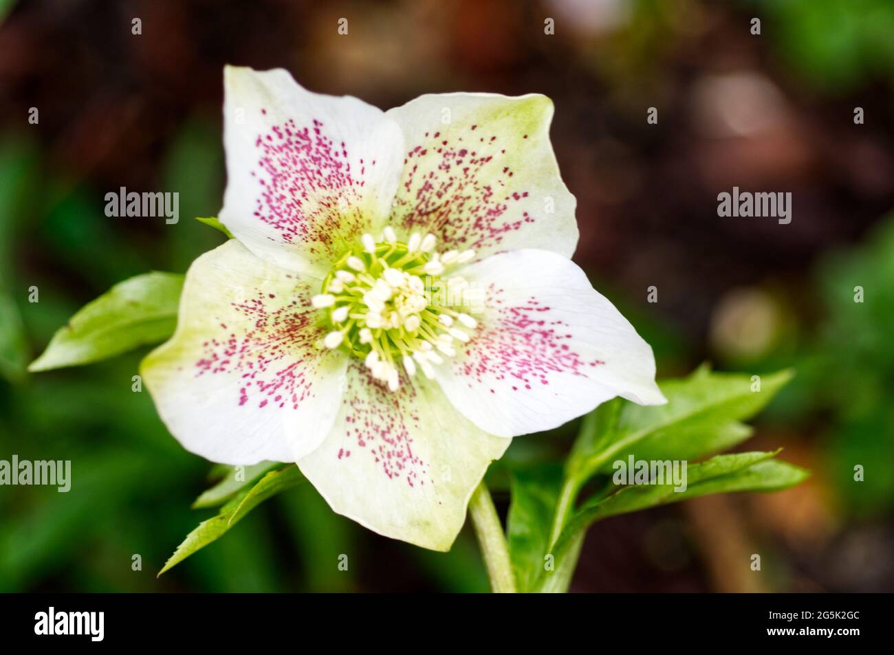 Winter flowering white Oriental hellebore / Helleborus orientalis with red spots January UK Stock Photo