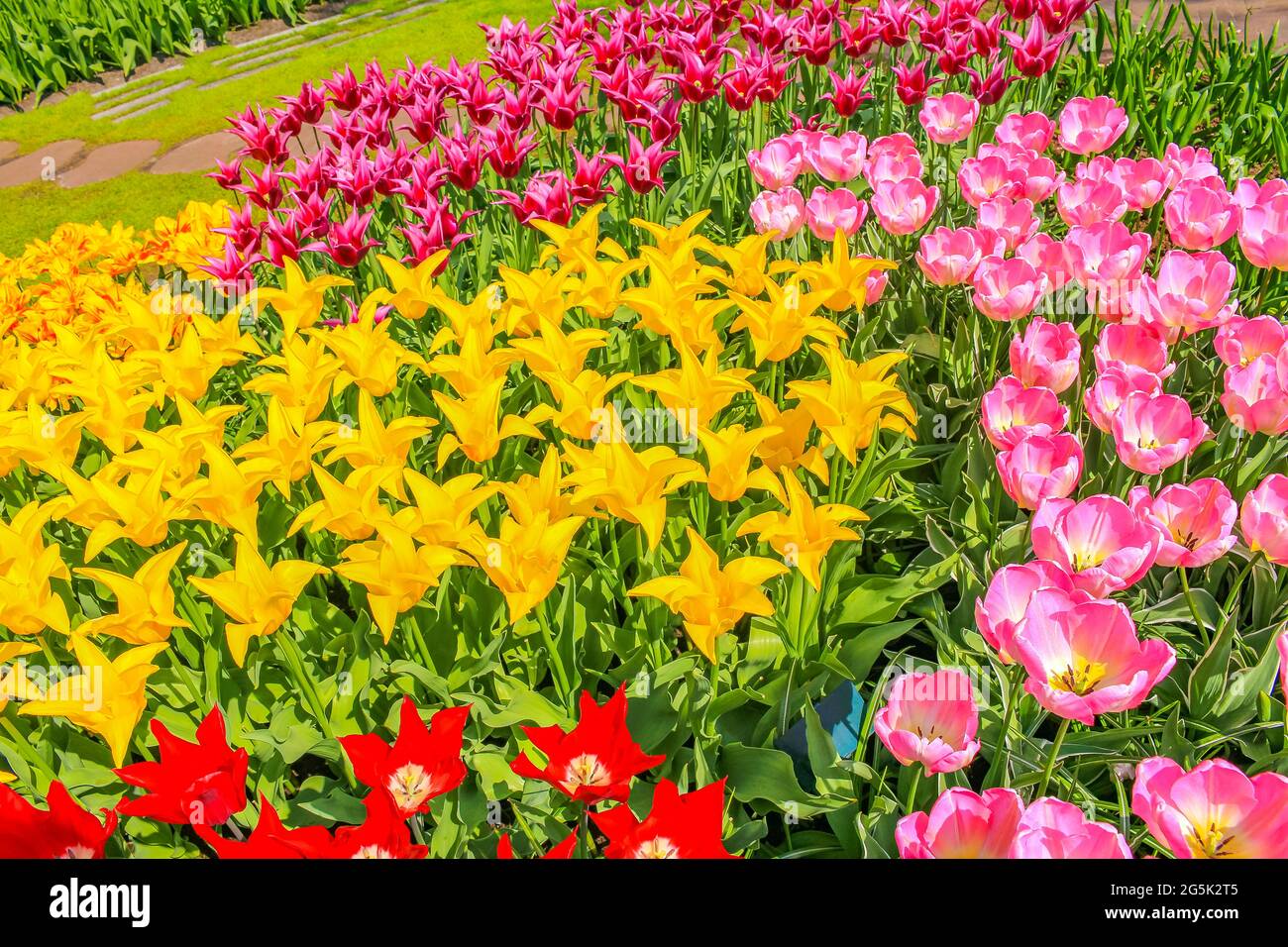 Many colorful tulips and daffodils in Keukenhof tulip park in Lisse ...