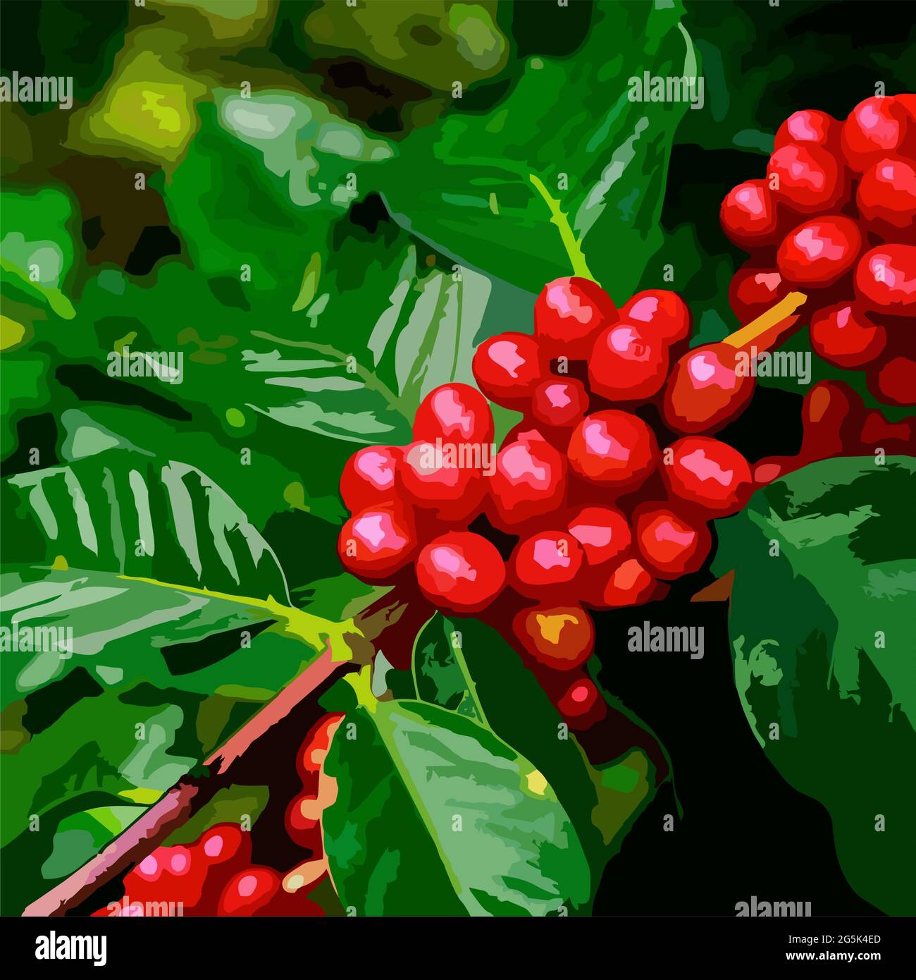 CAFE, IMAGE OF CAFFETO, COFFEE CHERRY Stock Vector