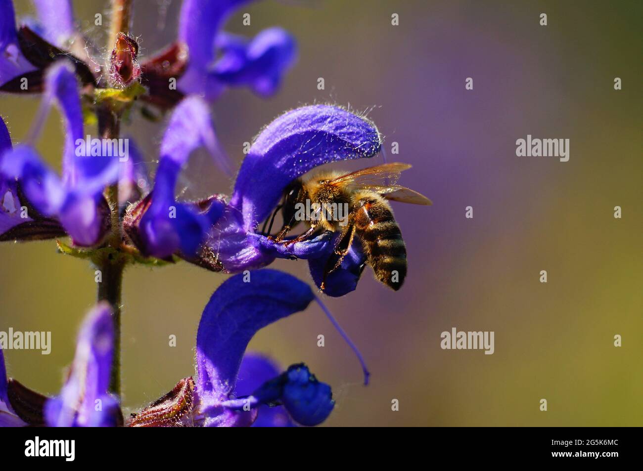 A honey bee visits a sage flower Stock Photo Alamy