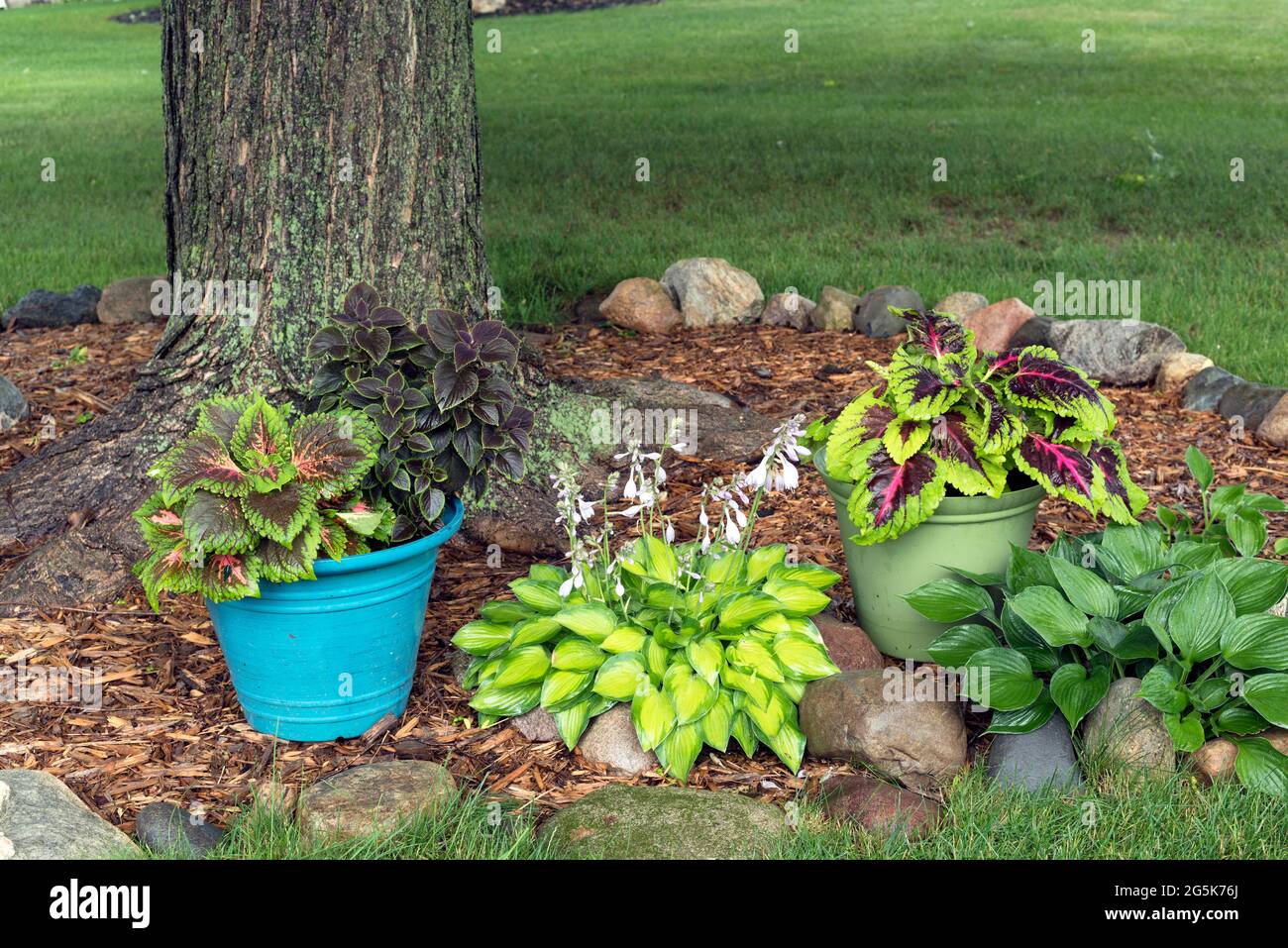 Colorful potted coleus plants and hostas sit in the shade of a mature
