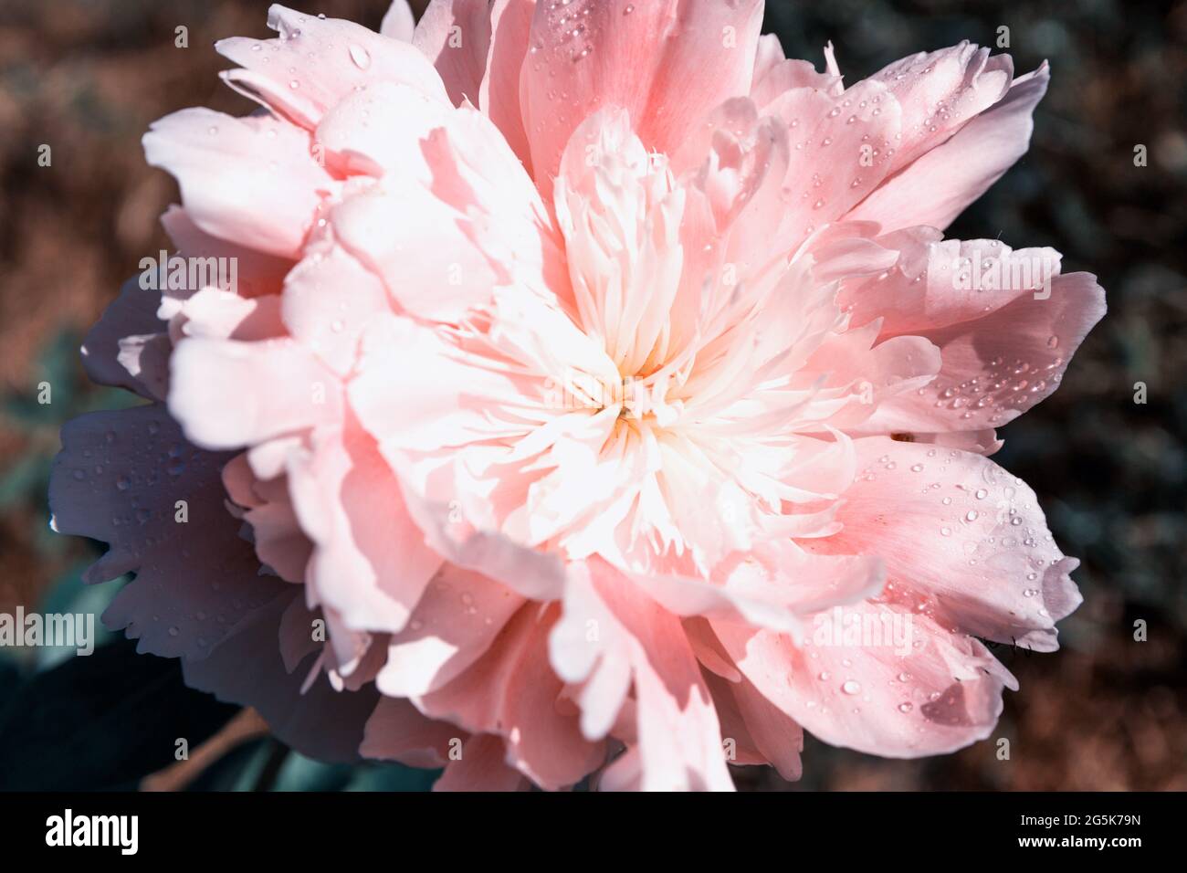 Closeup of peony with raindrops, flower of pink coral color. Macro photo. Stock Photo