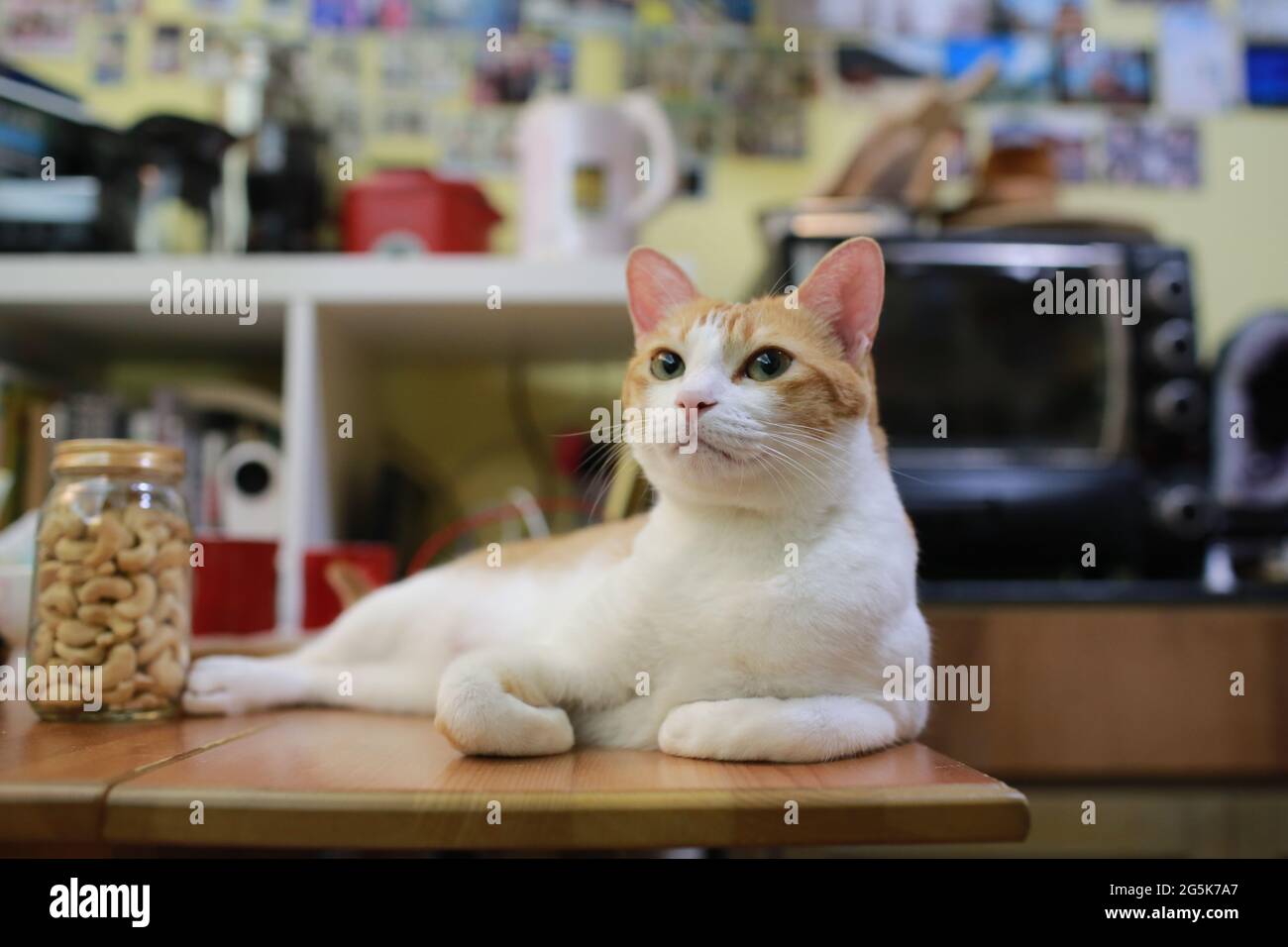cat in bad mood Stock Photo Alamy