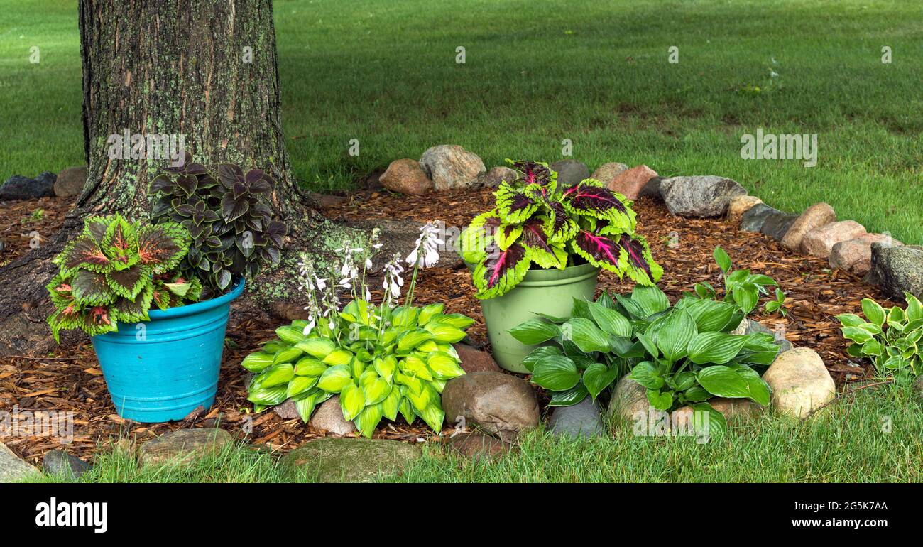 Panoramic,view, of hostas and coleus plants growing in a rock garden under a large maple tree in