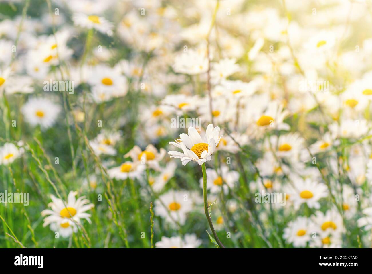 White daisy field hi-res stock photography and images - Alamy