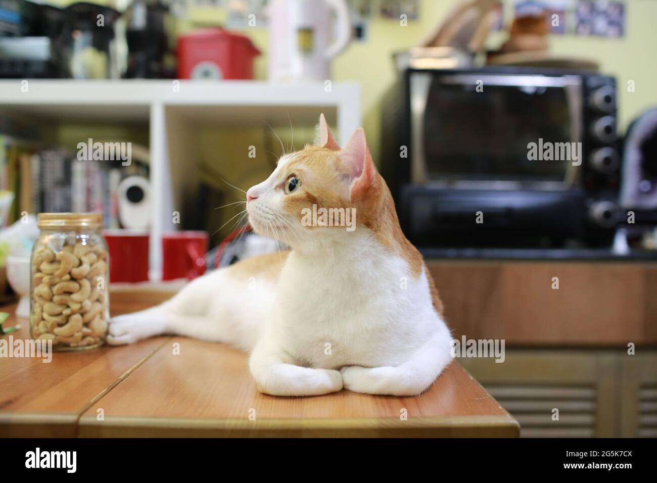 ginger cat at home enjoy the life Stock Photo