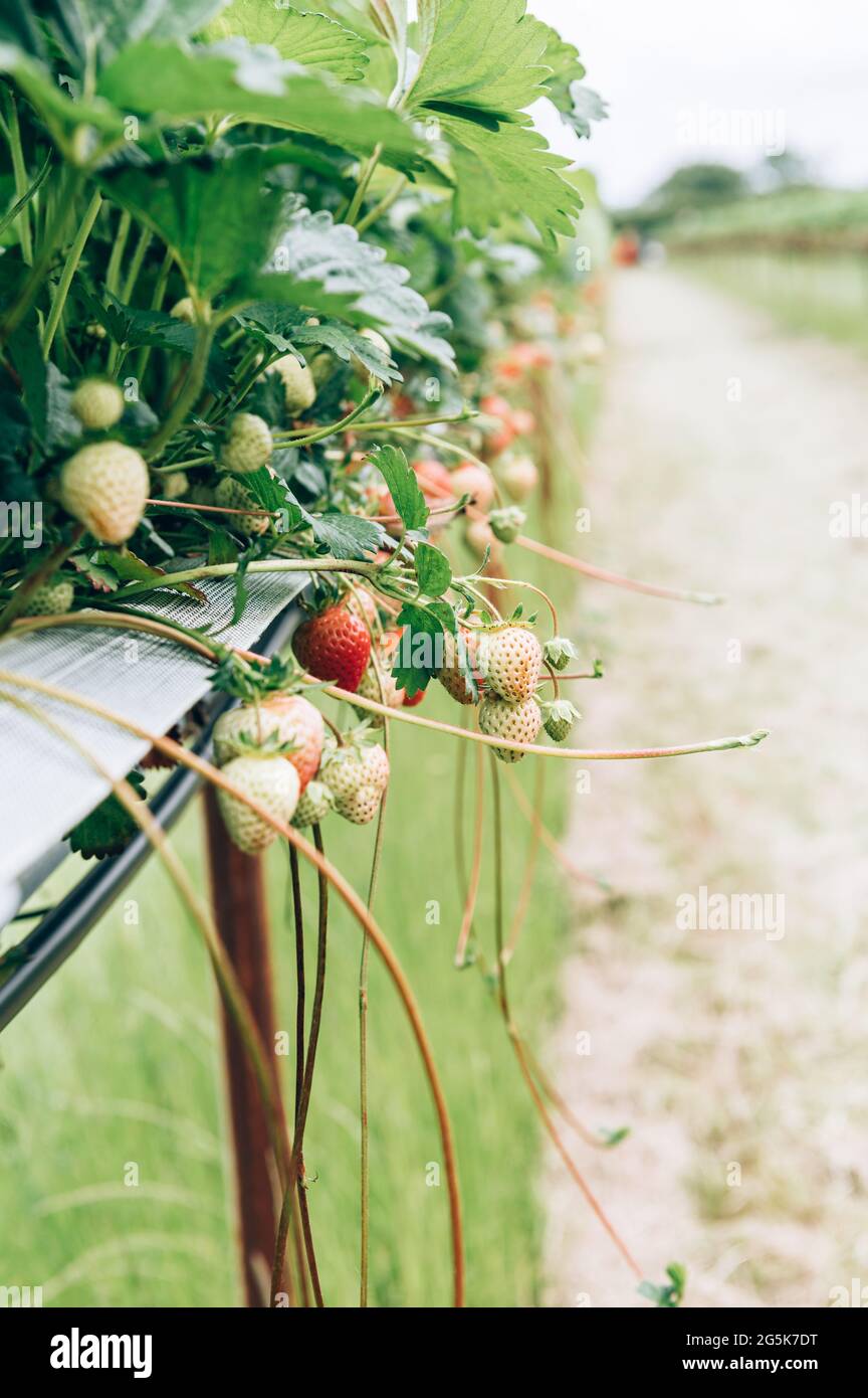 Strawberry picking in the farm Stock Photo - Alamy