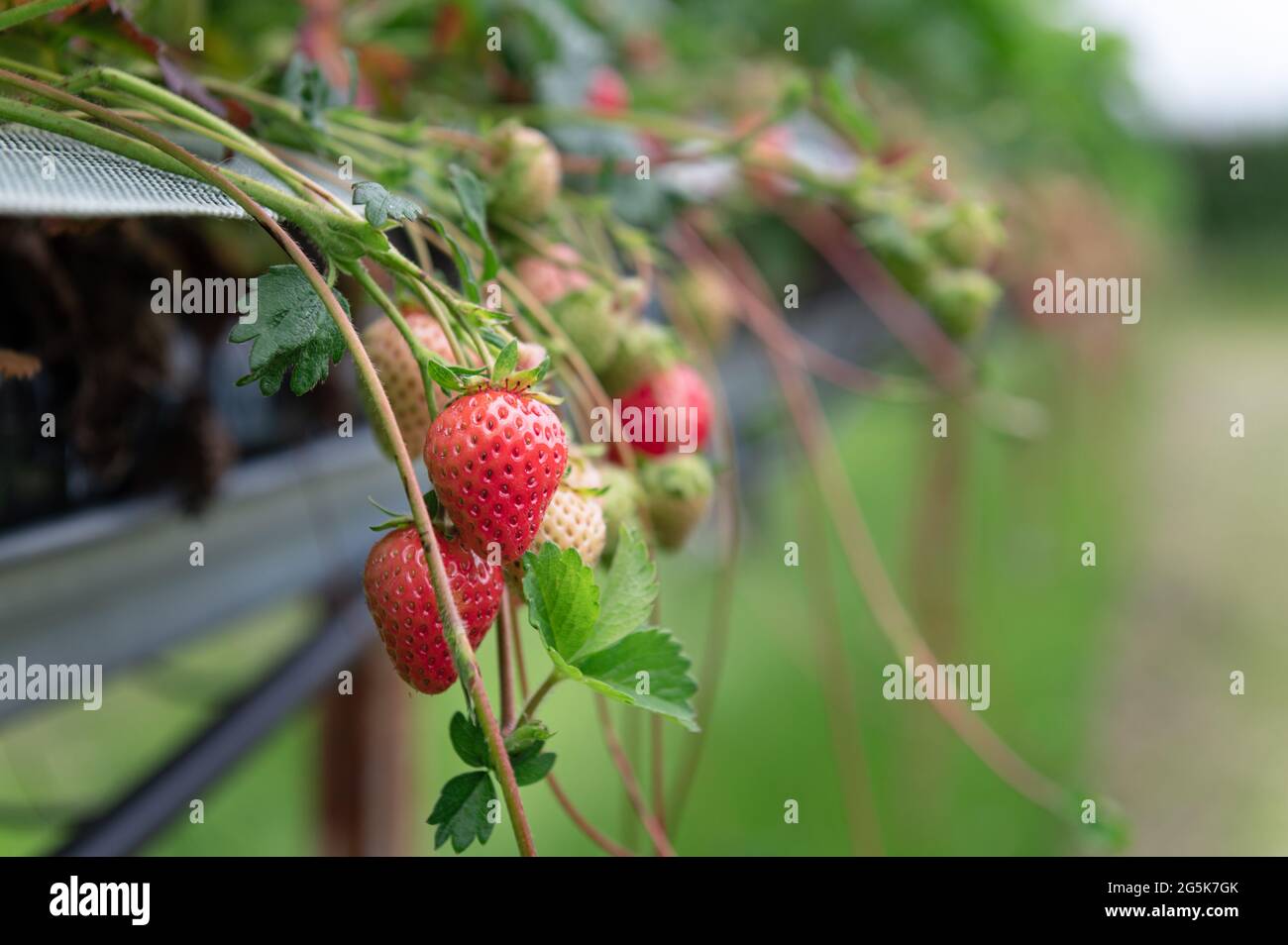 Strawberry picking in the farm Stock Photo - Alamy