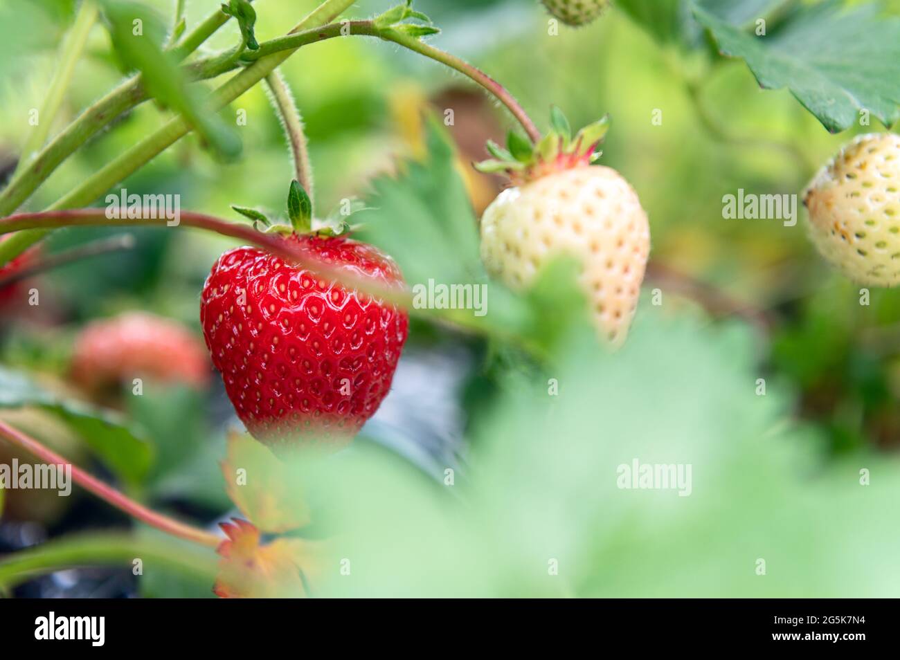 Strawberry picking in the farm Stock Photo - Alamy
