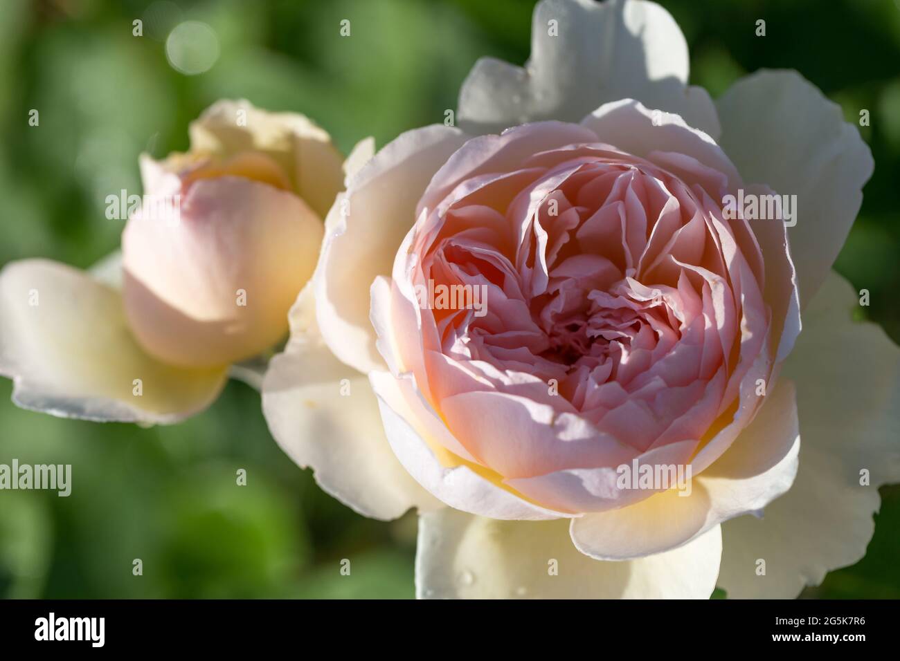 Blooming rose in the garden on a sunny day. Stock Photo