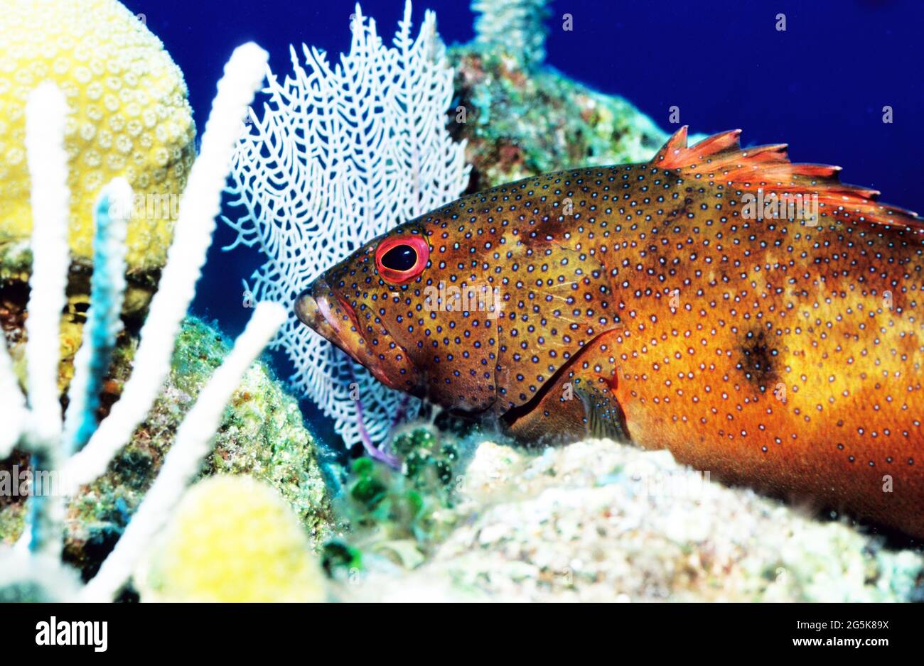 Coney resting on coral reef, Provo, Turks and Caicos Islands Stock Photo