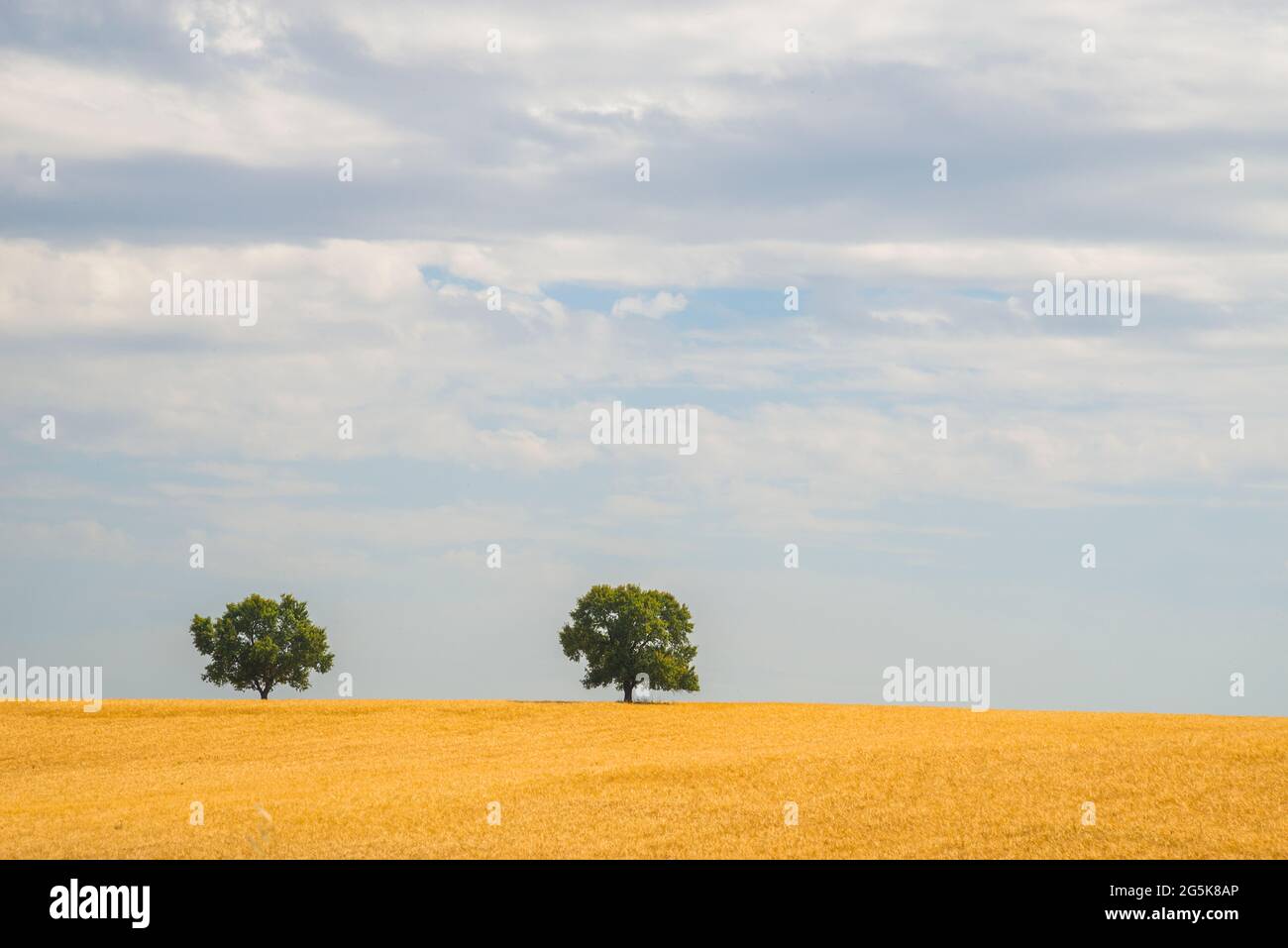 Cultivos cultivos trigo cereal hi-res stock photography and images - Alamy