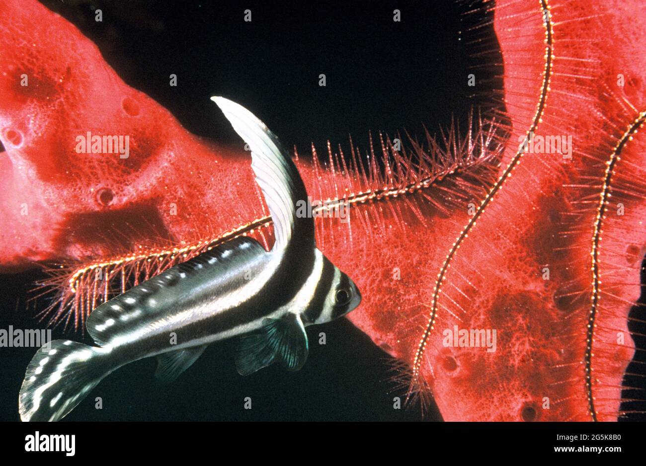 Spotted drum (Equetus punctatus), red sponge and brittlestar in background Stock Photo
