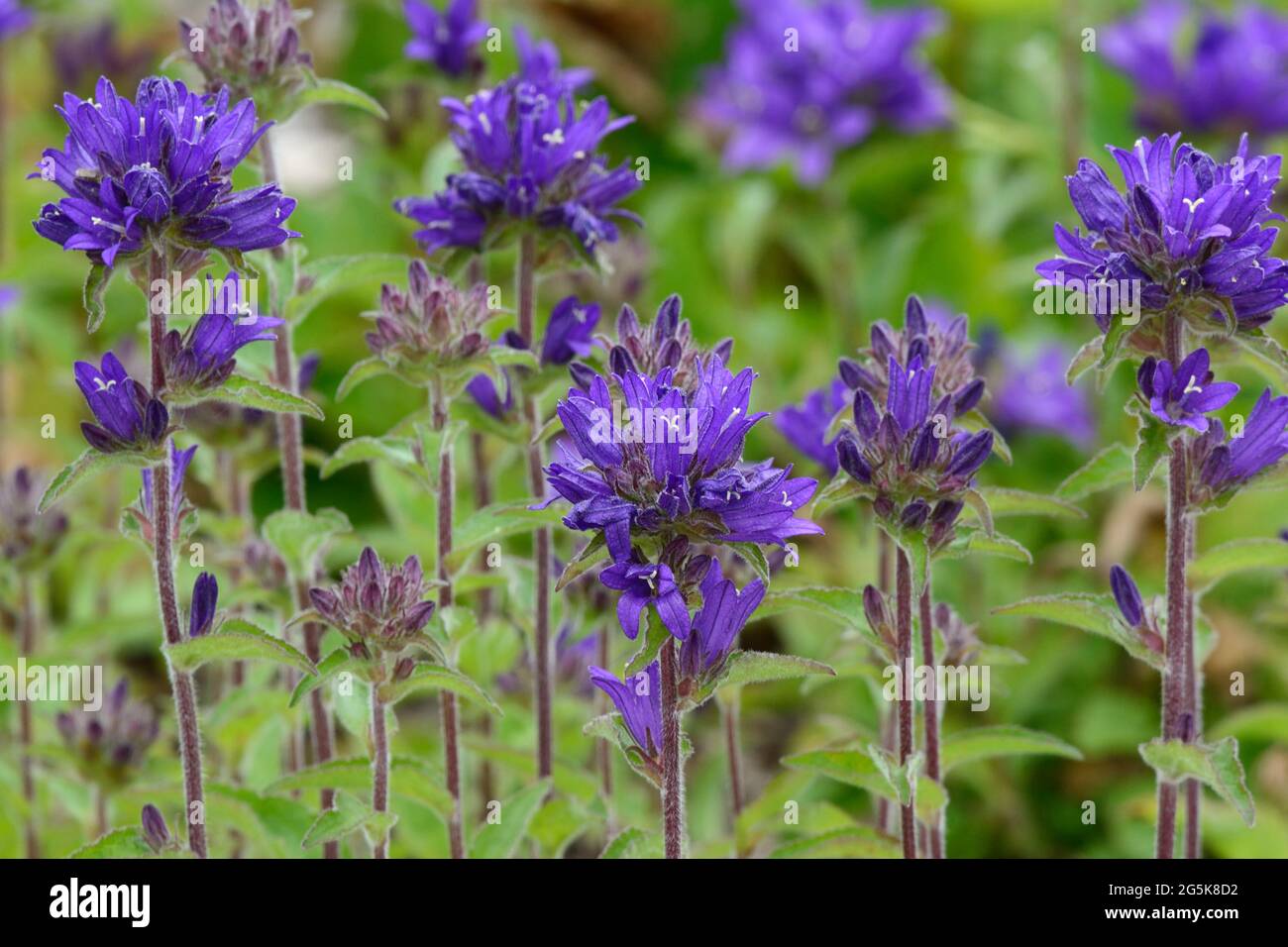 Campanula glomerata or Clustered Bell Flowers Stock Photo