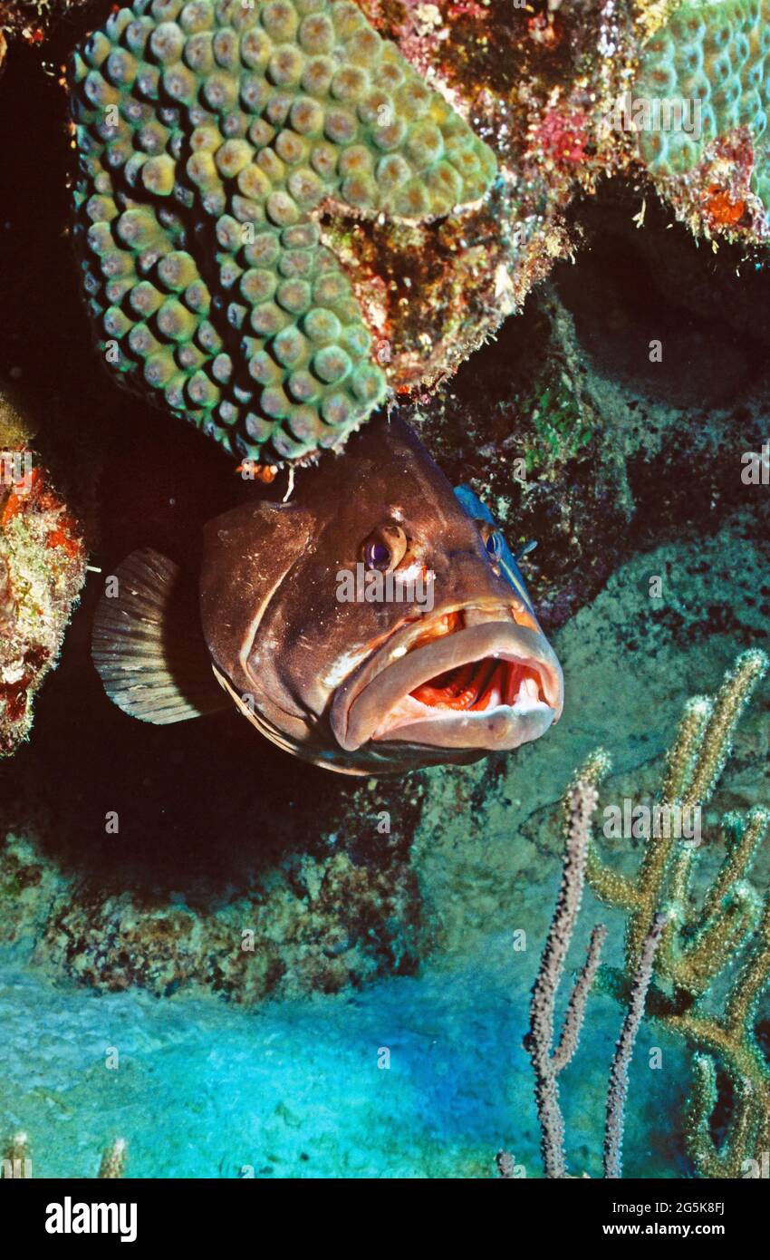 large open-mouthed grouper underneath coral, Provo, Turks and Caicos Islands Stock Photo