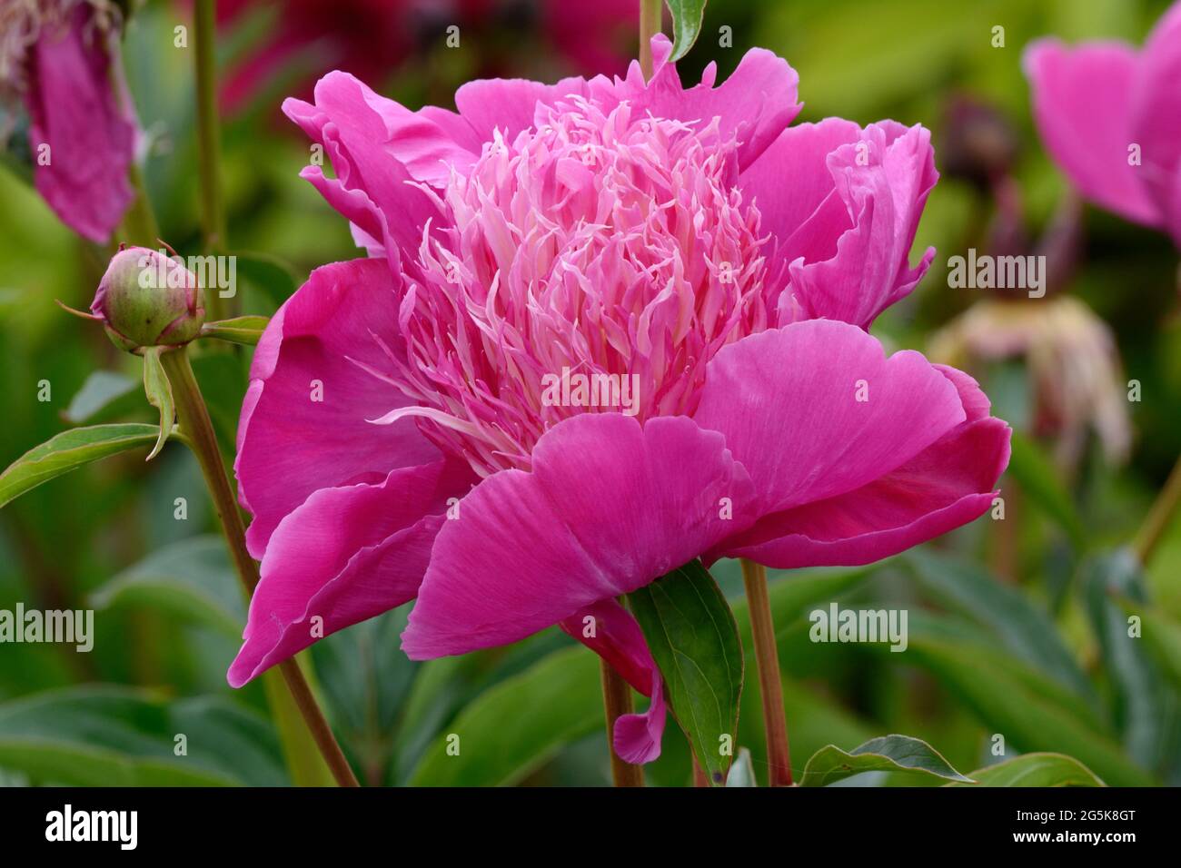 Paeonia lactiflora Kelways Majestic Peony Kelways majestic pink peony flower Stock Photo