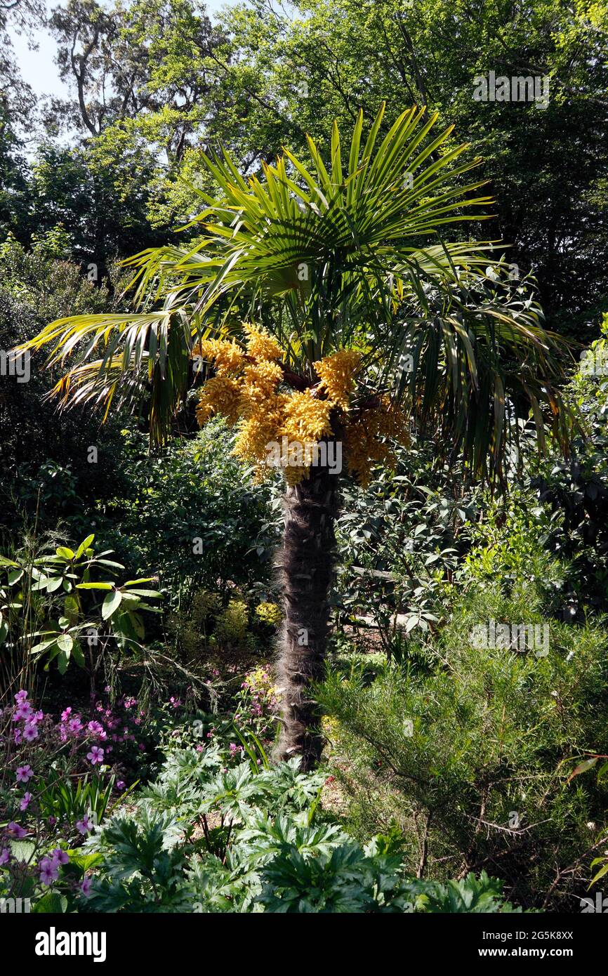 TRACHYCARPUS FORTUNEI. CHUSAN PALM IN FLOWER Stock Photo