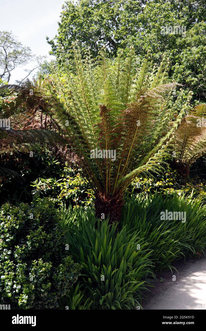 Tree fern garden hi-res stock photography and images - Alamy