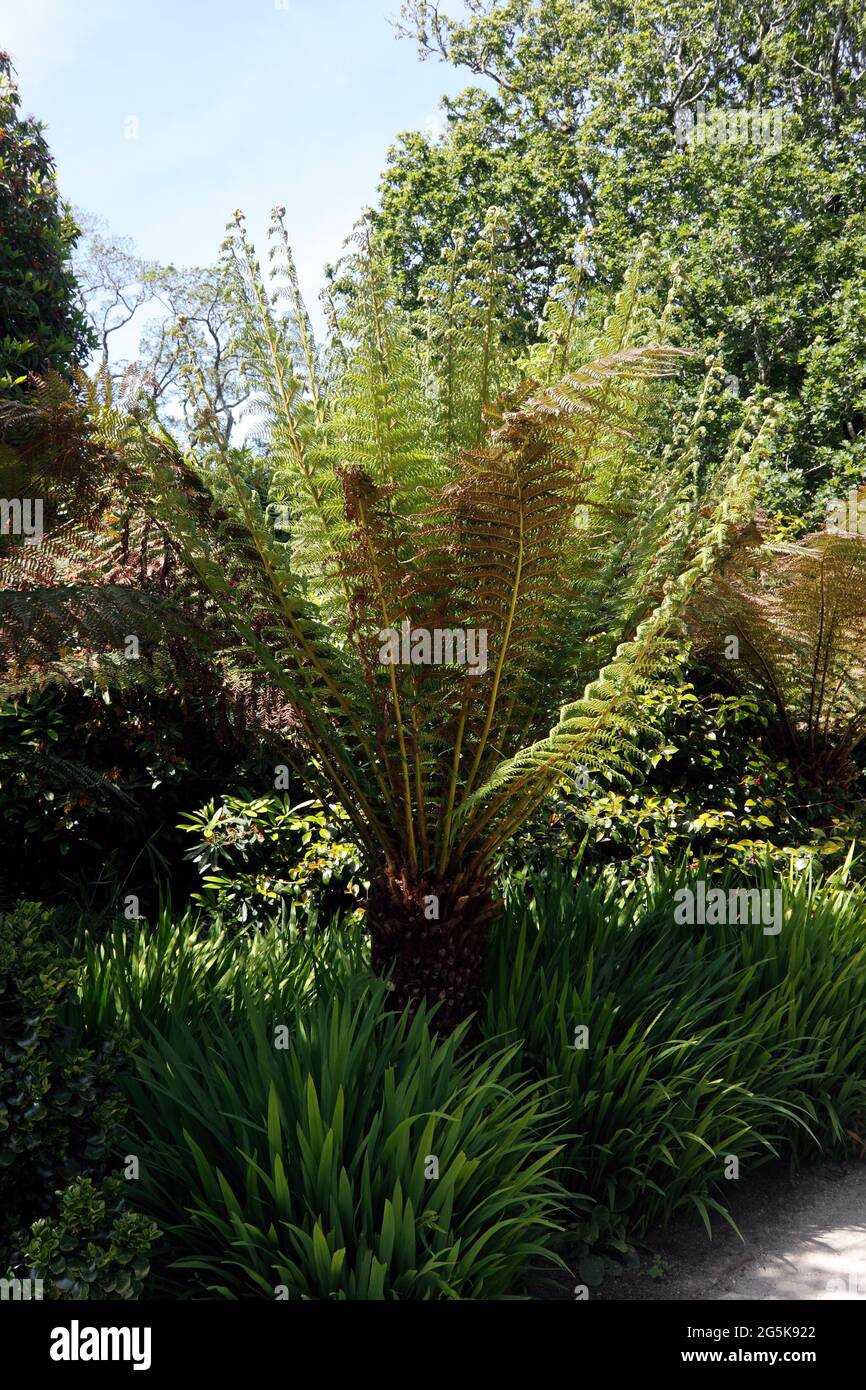 Tree fern garden hi-res stock photography and images - Alamy