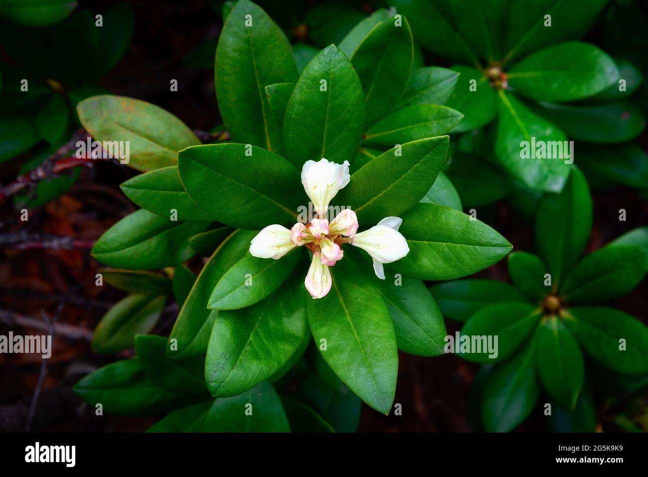 Caucasian rhododendron with buds and flowers and bright fresh leaves Stock Photo