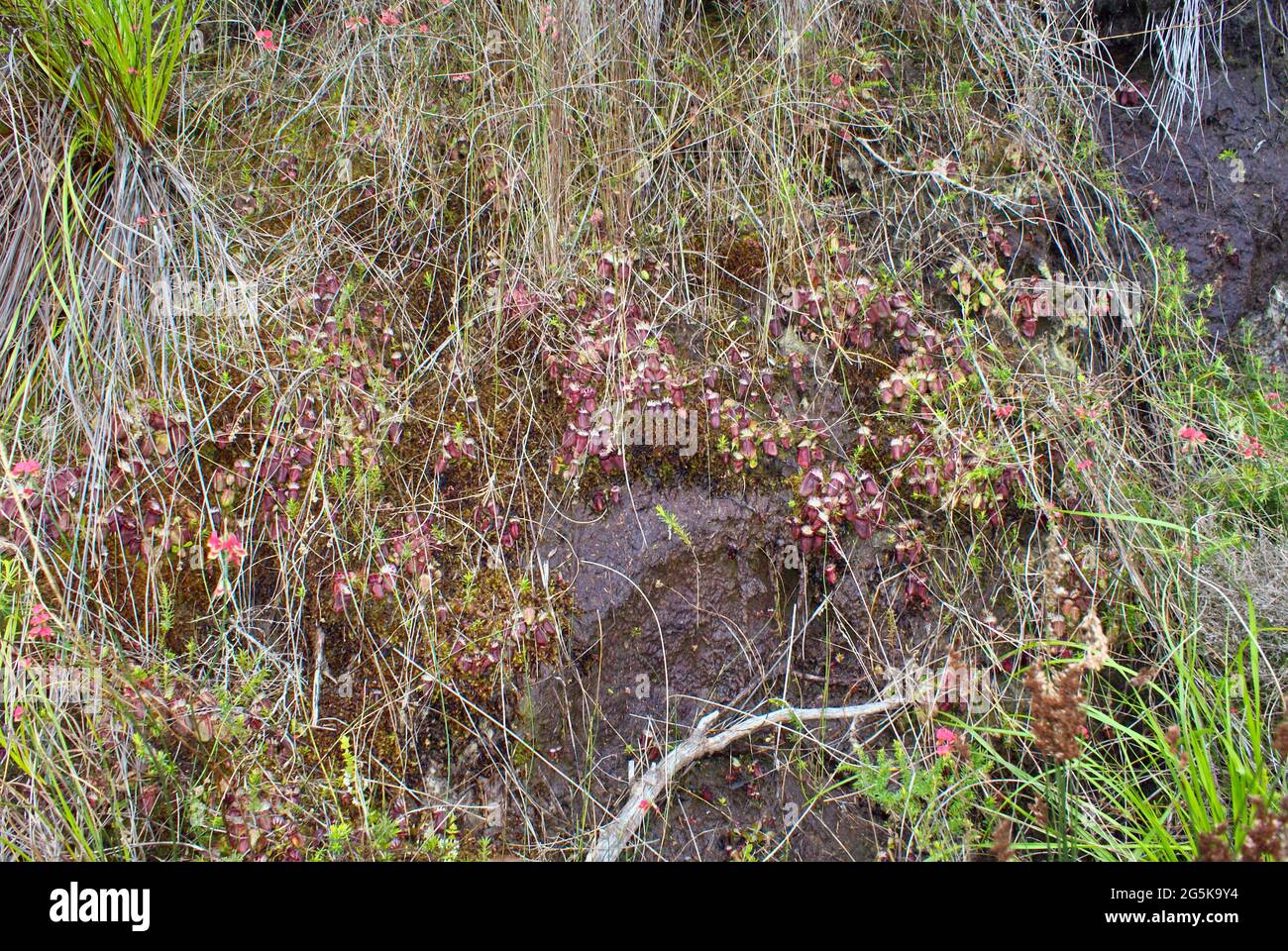 Cephalotus follicularis, the Albany Pitcher Plant, natural habitat Stock Photo
