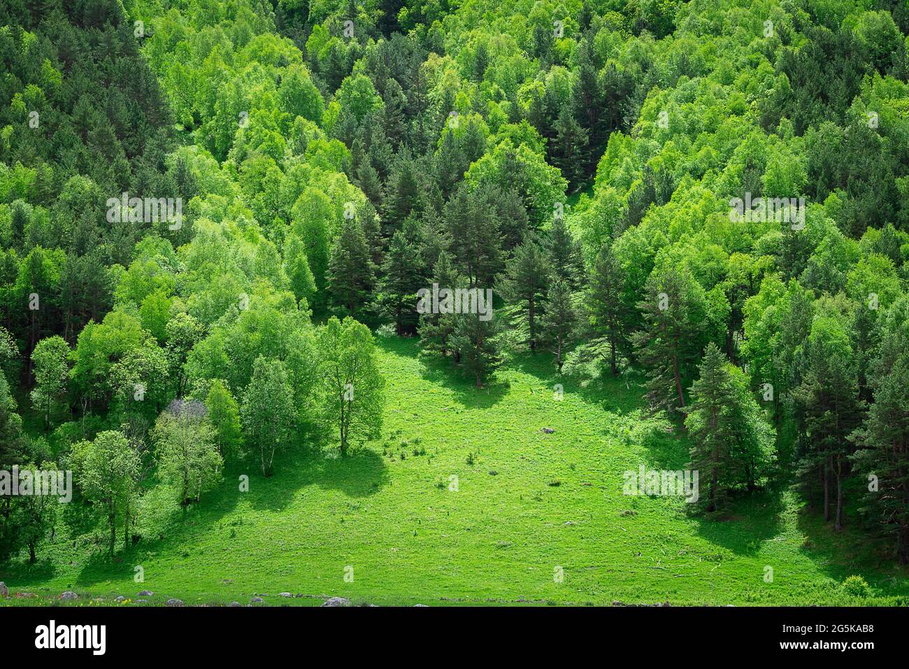 Green forest of coniferous and deciduous trees on a mountainside with