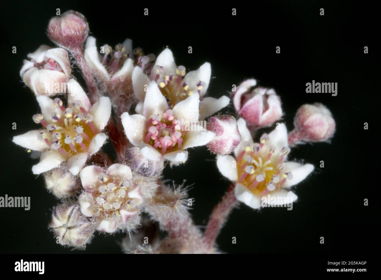White flowers of Cephalotus follicularis, the Albany Pitcher Plant