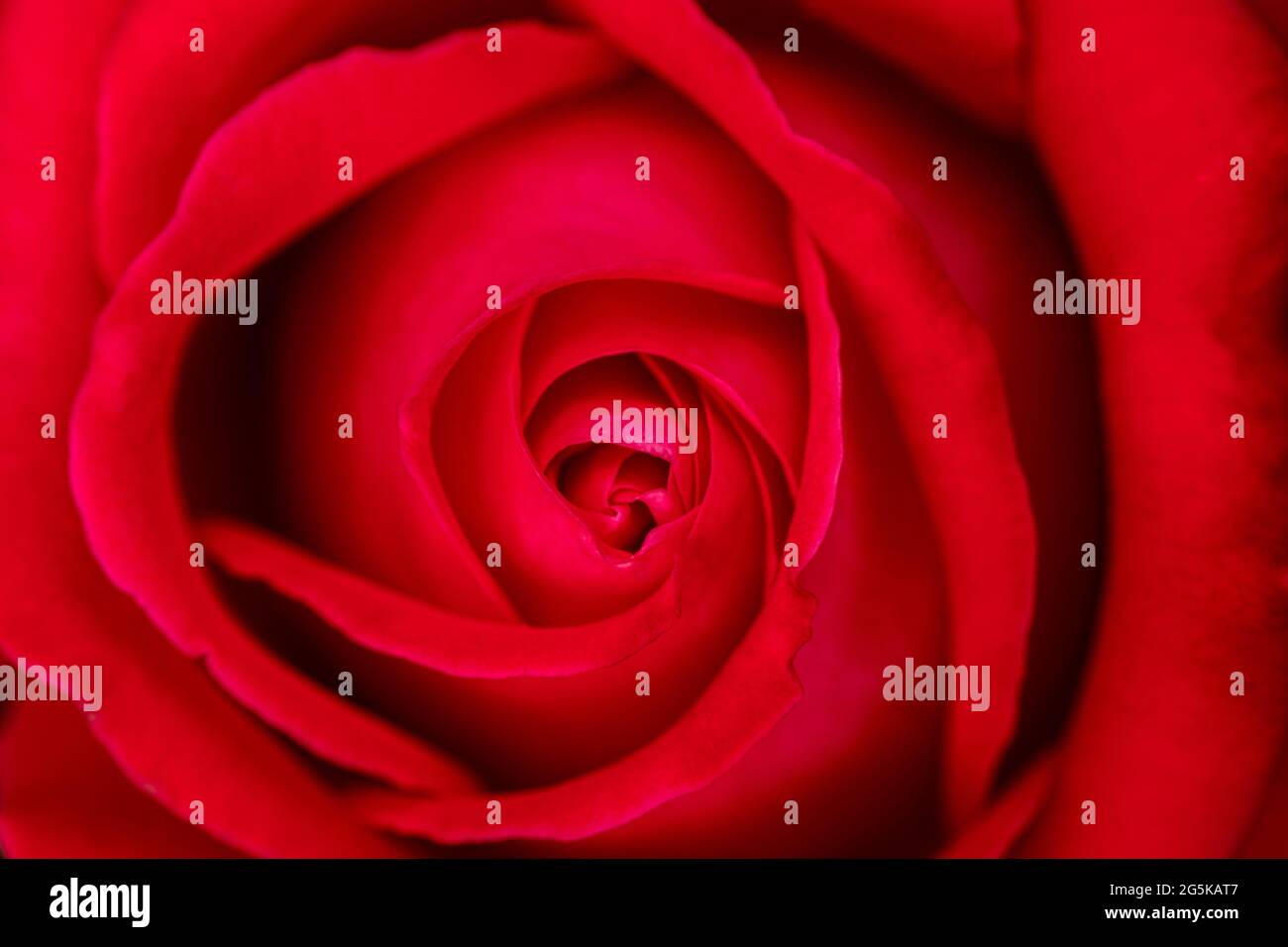 Big beautiful pink rose flower, top view, selective focus. Texture. Stock Photo