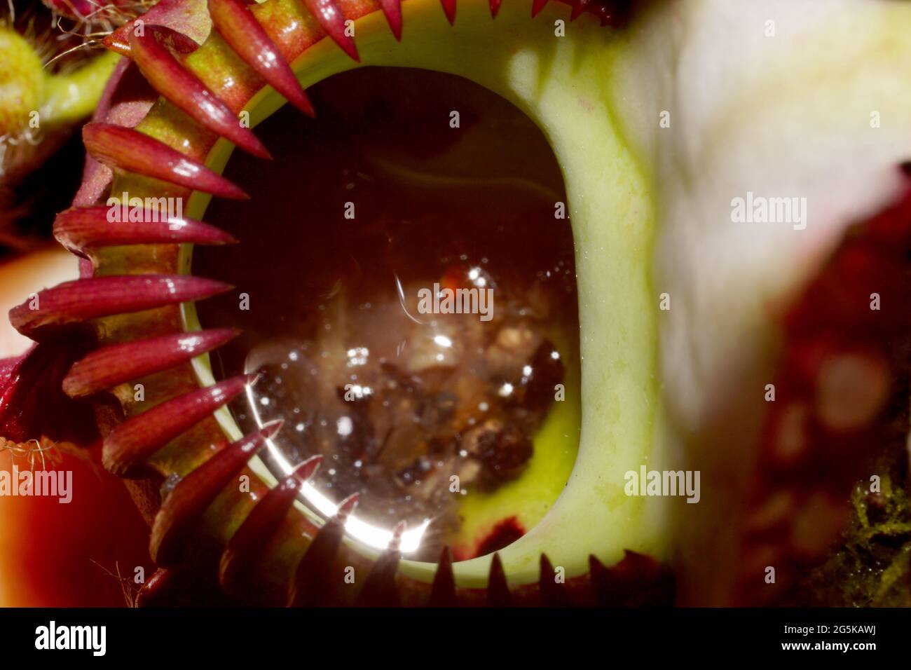 View into the pitcher of Cephalotus follicularis, the Albany Pitcher Plant with prey Stock Photo