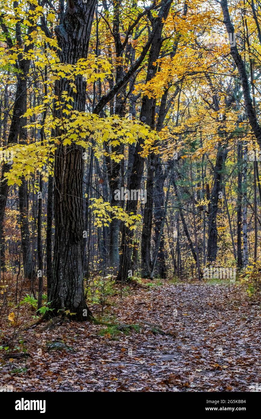 Colorful golden maple trees of fall along a path in Banning State Park