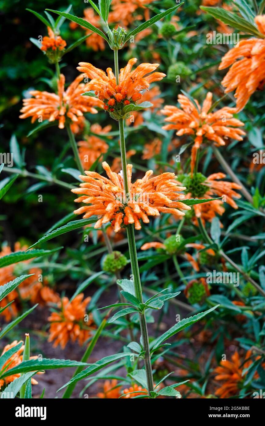 Lion's Tail plant 'Leonotis leonurus' growing in a container in a Southern California back yard garden Stock Photo
