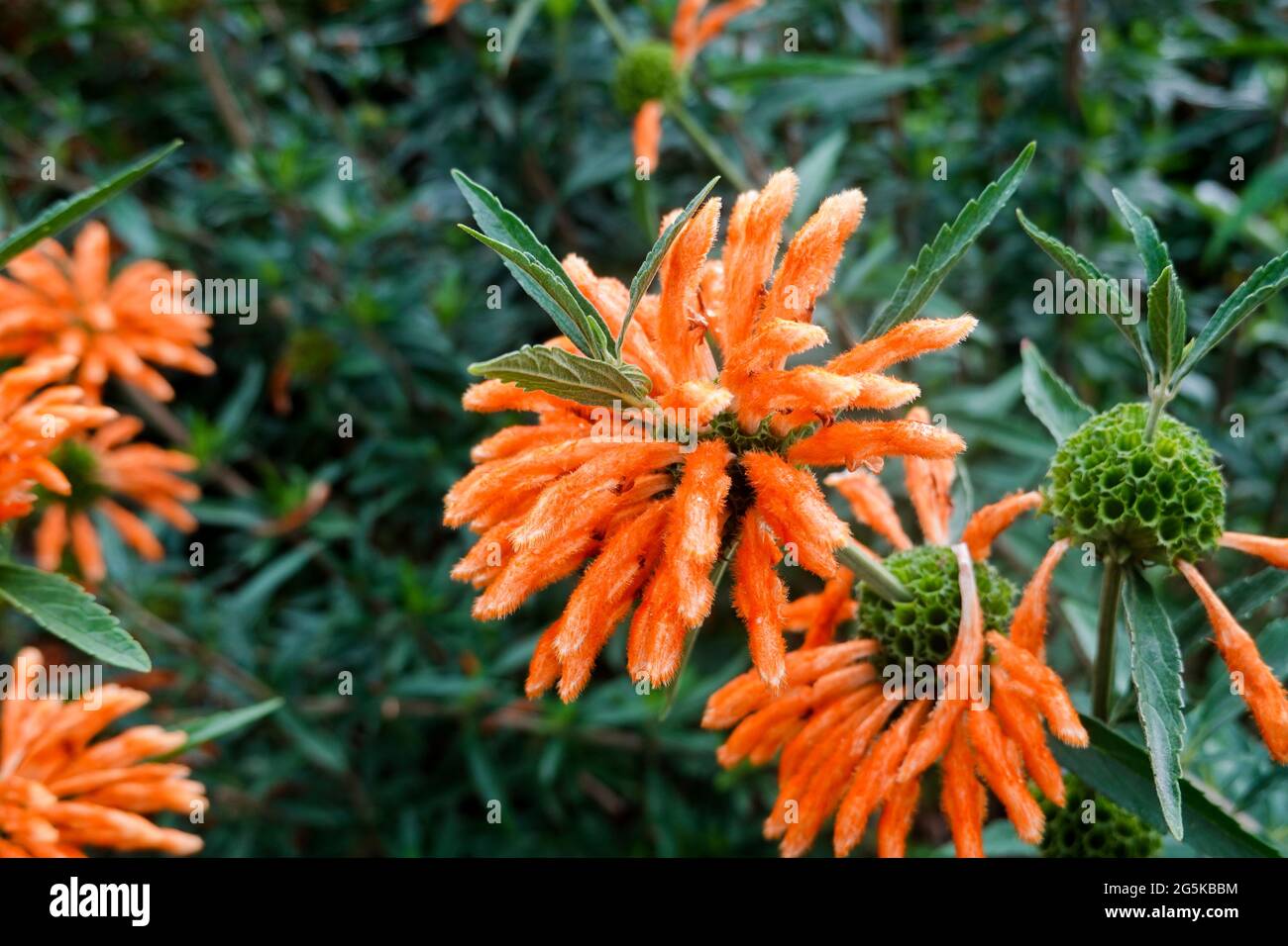 Lion's Tail plant 'Leonotis leonurus' growing in a container in a Southern California back yard garden Stock Photo