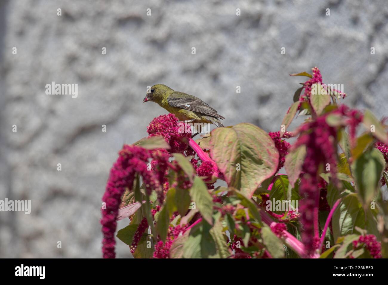 Lesser Goldfinch eating seeds from Love Lies Bleeding plant Amaranthus caudatus in a garden in southern California; USA Stock Photo