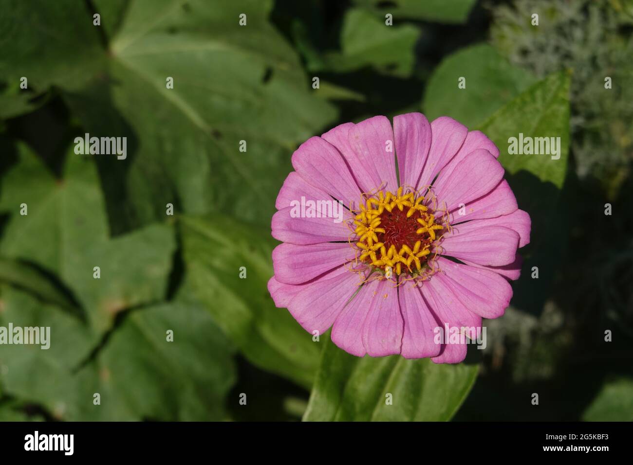 Purple Zinnia flower in a Southern California garden June 2021 Stock Photo