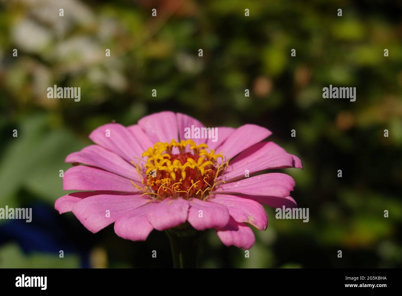 Purple Zinnia flower in a Southern California garden June 2021 Stock Photo