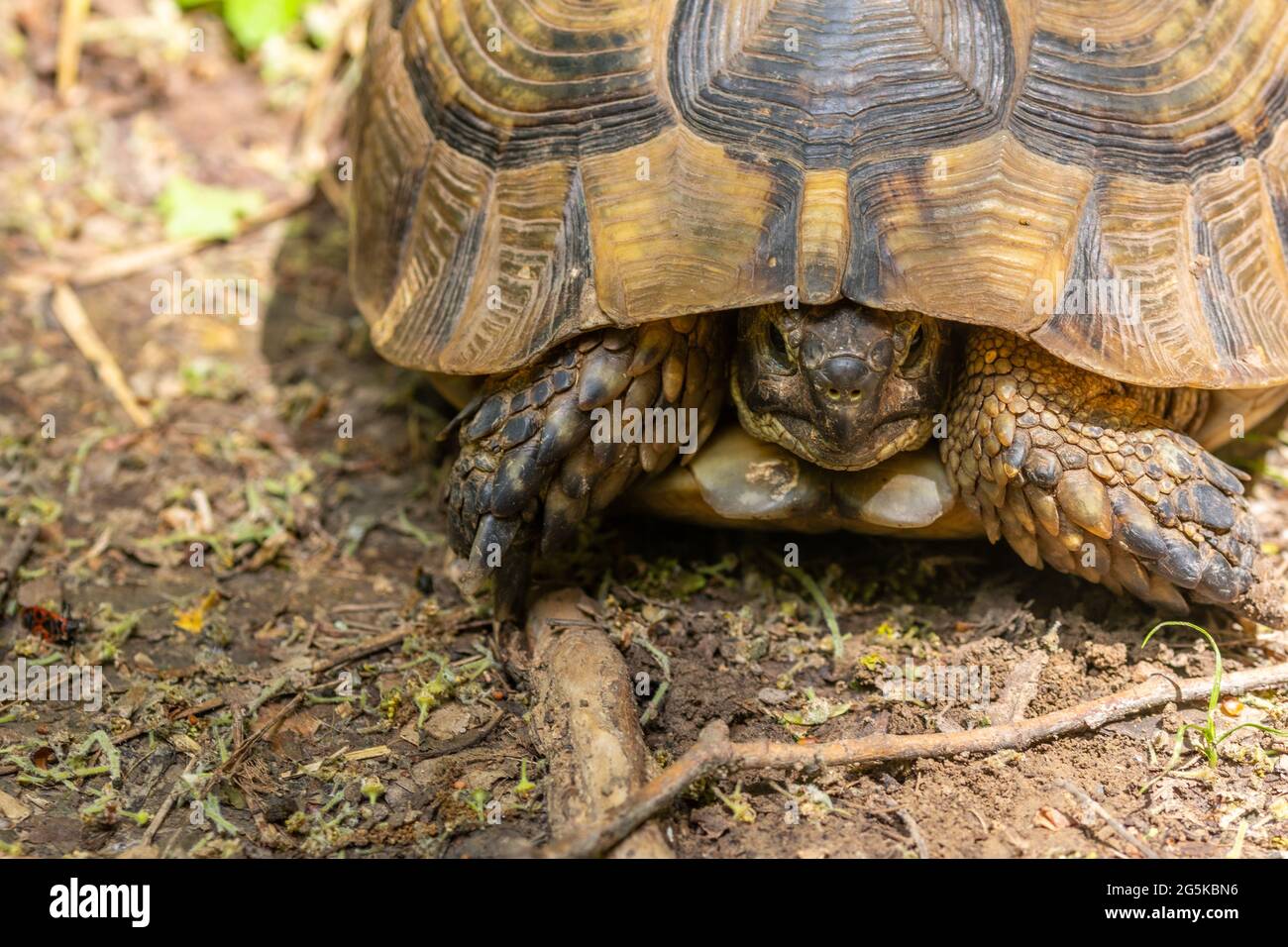 land turtle close up portrait, dobrogea region, romania Stock Photo Alamy