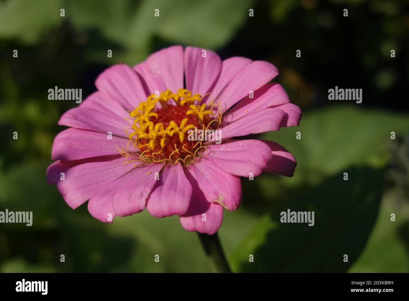 Purple Zinnia flower in a Southern California garden June 2021 Stock Photo