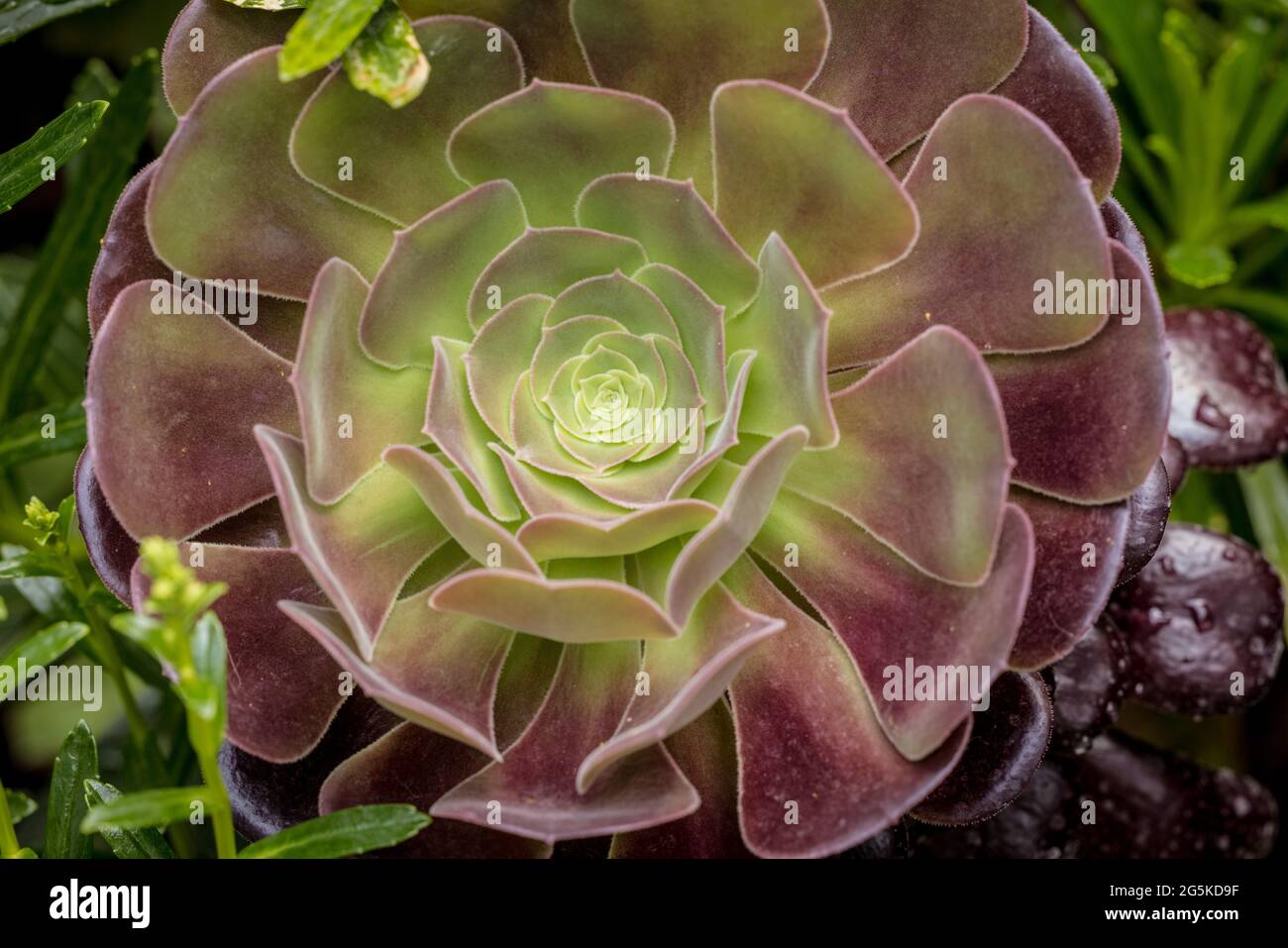 House leek flower (Aeonium arboreum) Stock Photo
