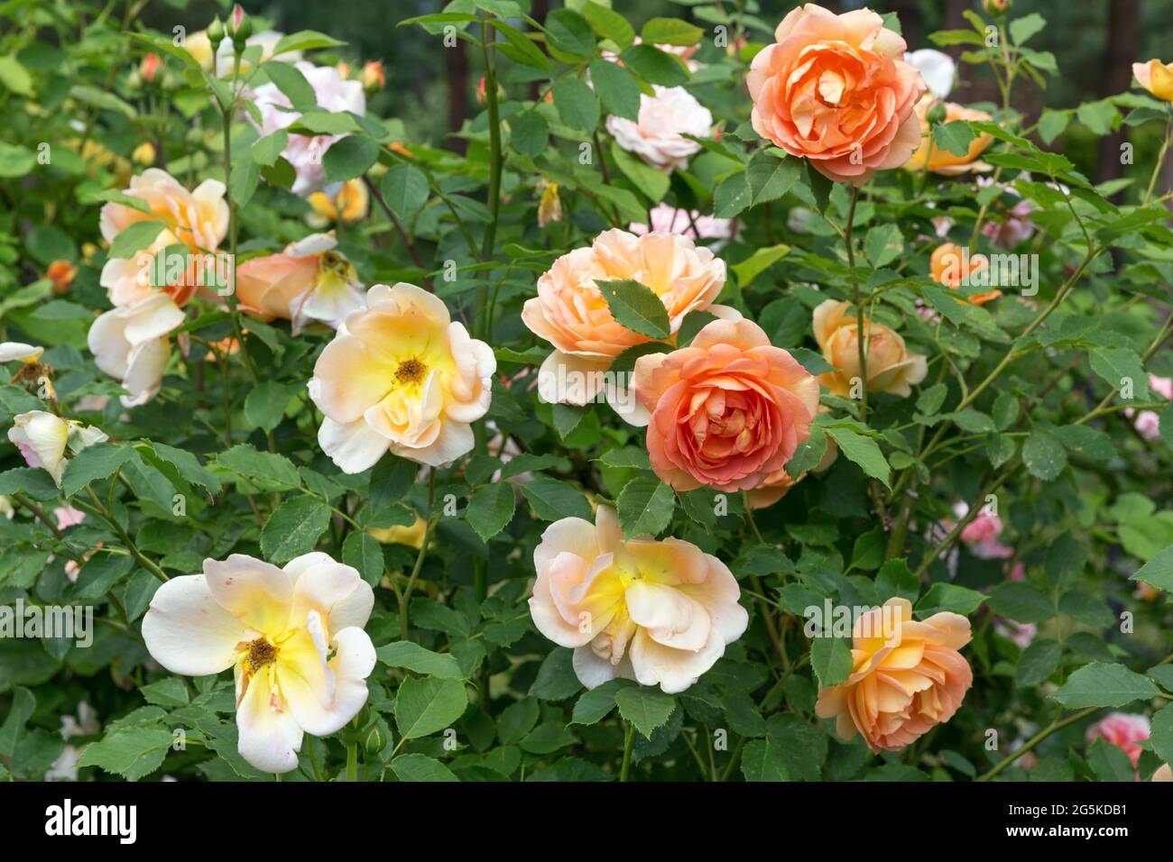 Blooming orange English rose in the garden on a sunny day. Rose 'Lady of Shalott' Stock Photo