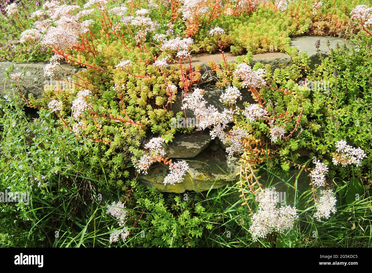 Closeup of blooming ground cover plant white stonecrop (sedum album) on stone rocks in german garden Stock Photo