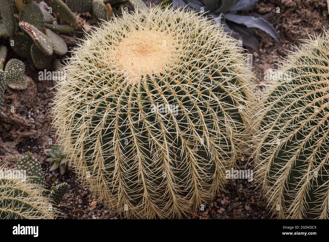 Golden Barrel Cactus ( Echinocactus grusonii) Stock Photo