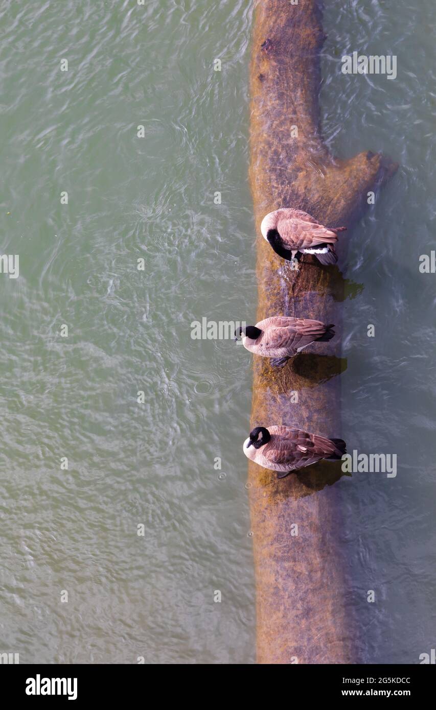 3 Canada Geese, Branta Canadensis, sitting on a semi submerged log in the Sacramento River. Seen from above. California, United States of America. Stock Photo