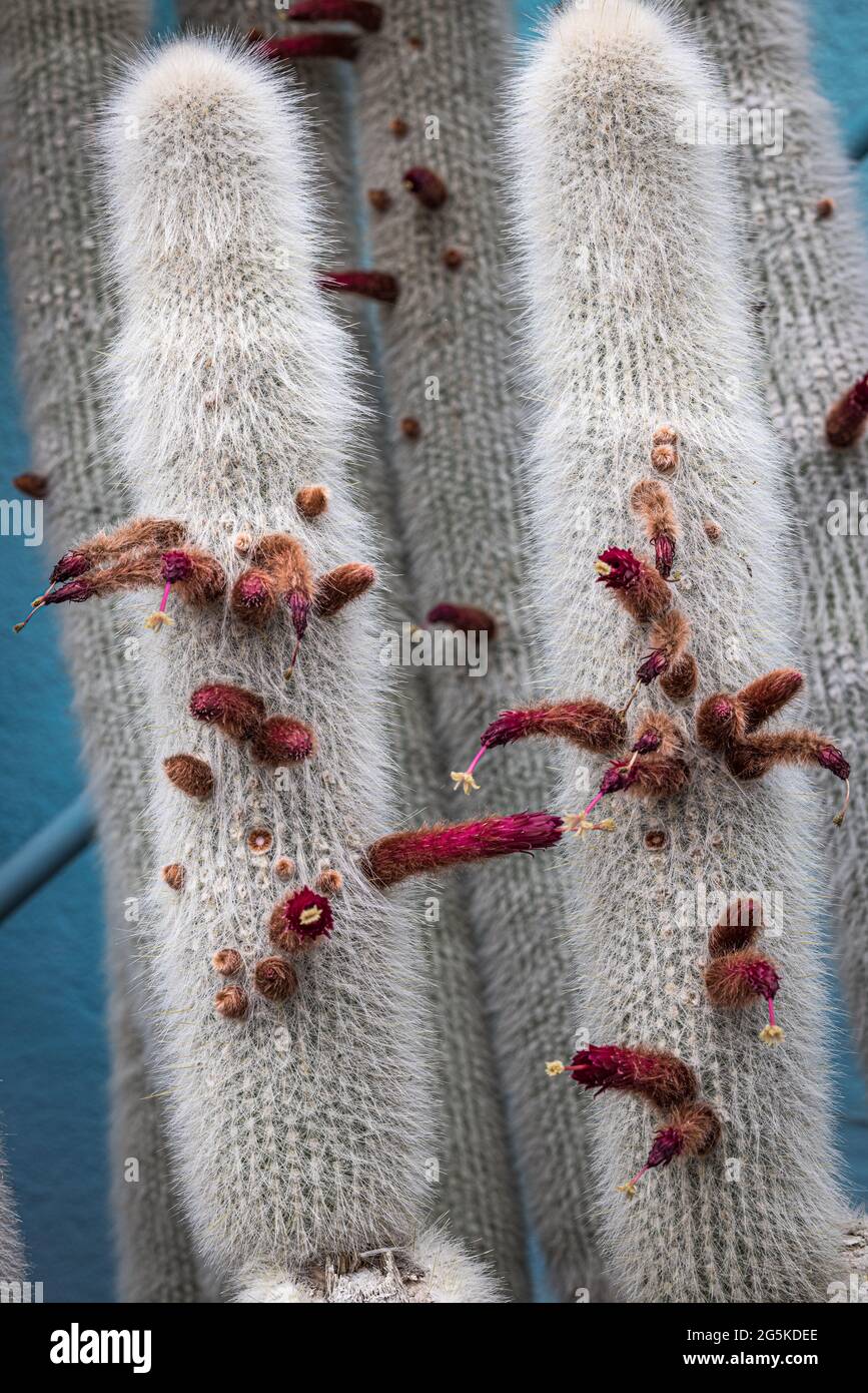 Cactus plant : Cleistocactus strausii Cactaceae 'Tail of the Fox Hybrid'  Stock Photo - Alamy