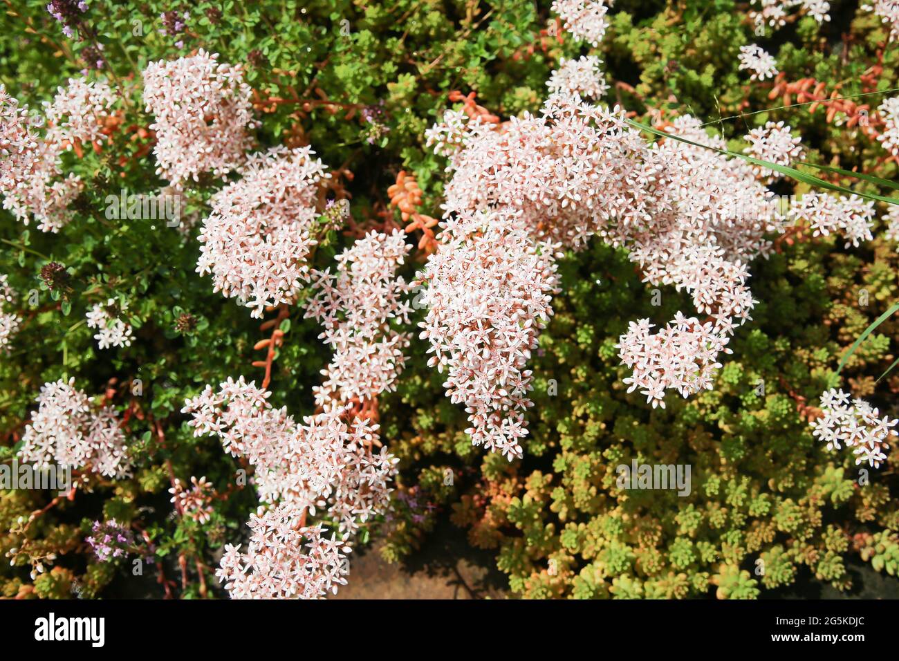 Closeup of blooming ground cover plant white stonecrop (sedum album) on stone rocks in german garden Stock Photo