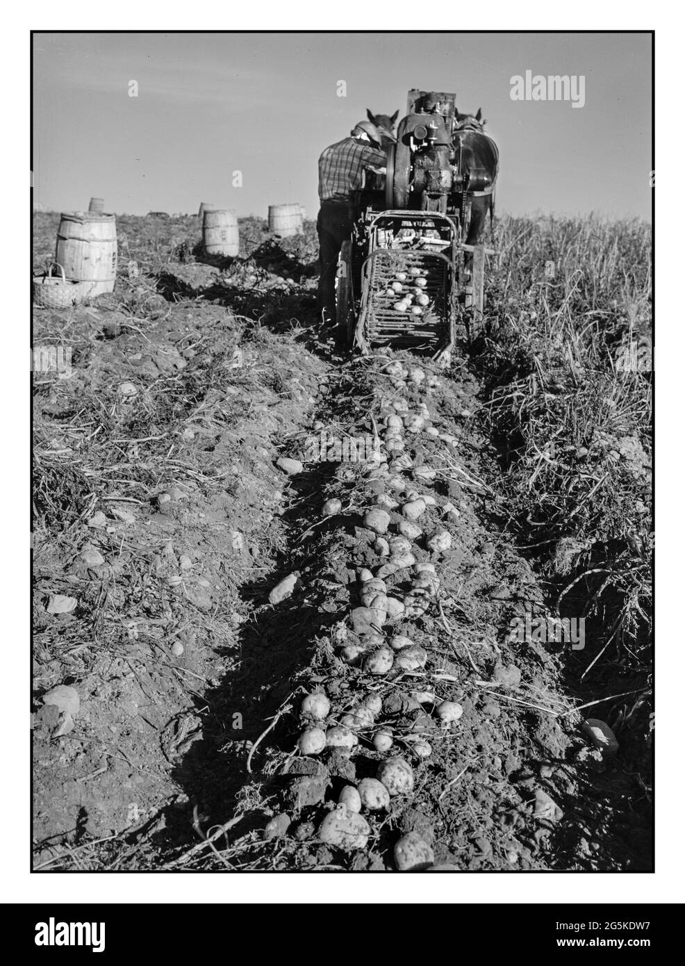 WW2 Food Production Seed potatoes on the farm of Mr. Edison Houston, FSA (Farm Security Administration) client and participant on community service seed program. Perham, Maine Jack Delano photographer 1943 Oct.  United States--Maine--Aroostook County--Perham America USA Stock Photo