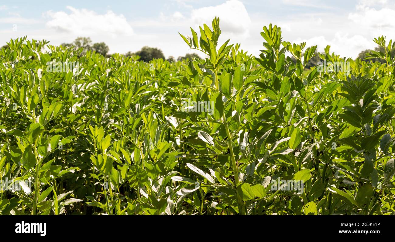 Close up of small area of  young broard bean crop backlit by strong sunshine Stock Photo