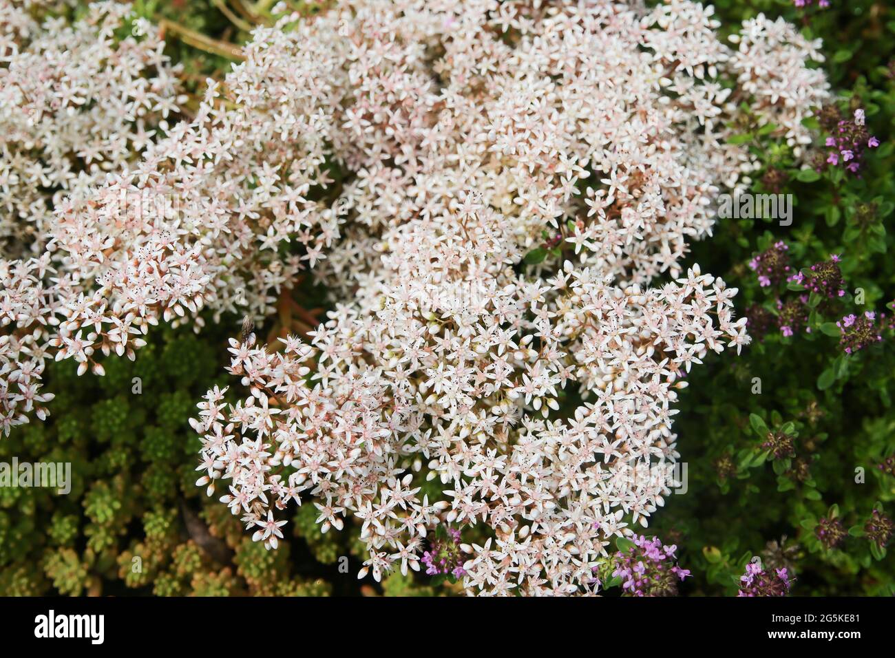 Closeup of blooming ground cover plant white stonecrop (sedum album) on stone rocks in german garden Stock Photo