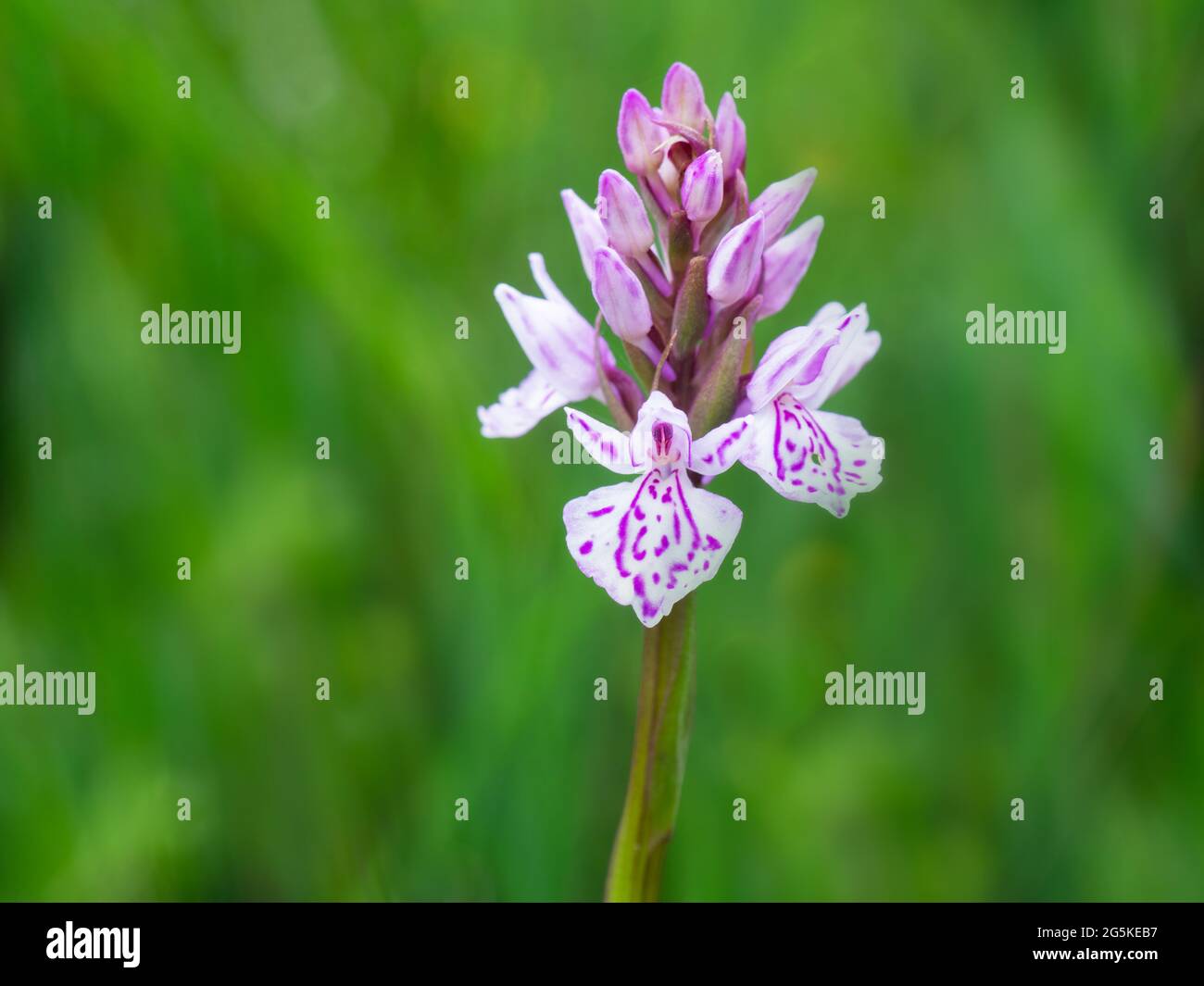 Common wild orchid hybrid. Dactylorhiza x grandis. Common spotted and Southern marsh orchids. UK. Stock Photo
