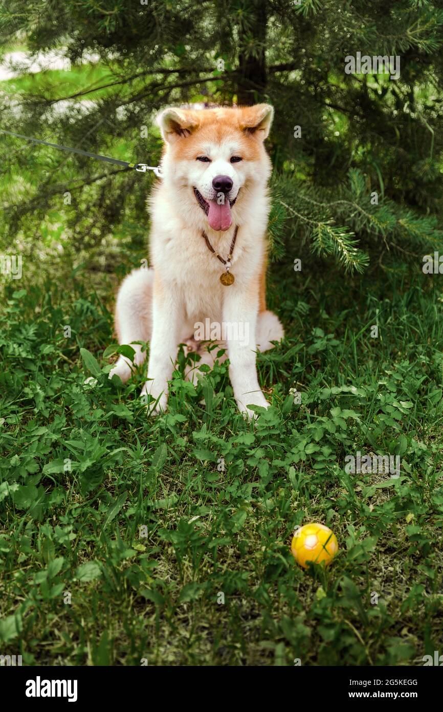 Akita Inu dog sitting happy in green forest with small yellow ball